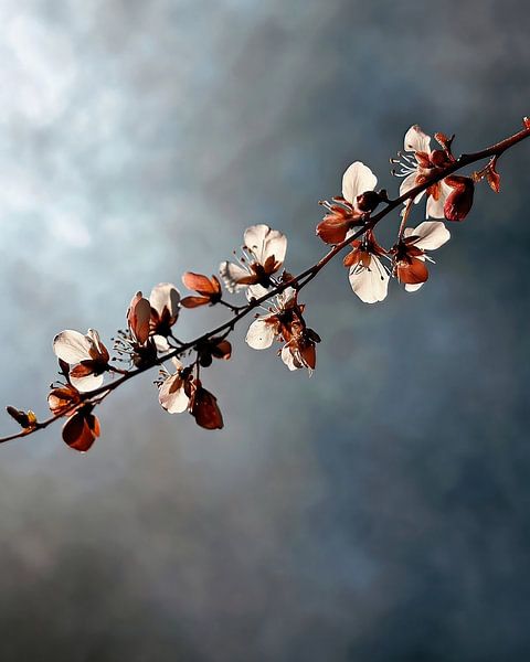 Momentopnamen van rust van fernlichtsicht