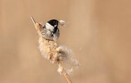 Rohrammer-Männchen beschäftigt im Flaum
