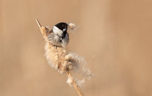 Reed bunting male busy in the alder fluff