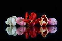 Bouquet de tulipes avec réflexion 2