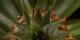 Panorama einer halben Ananas (von oben) von Marjolijn van den Berg