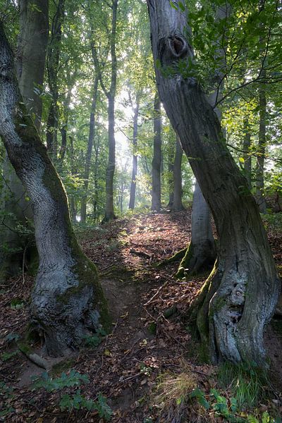 Ochtendstemming in het Eifelwoud van Flatfield
