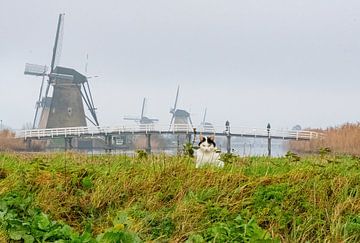 Katze bei den Windmühlen von Kinderdijk von Merijn Loch