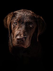 Portrait d'un labrador sur Larissa Geuke