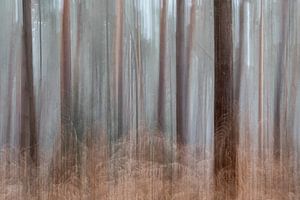 Forêt flottante onirique
