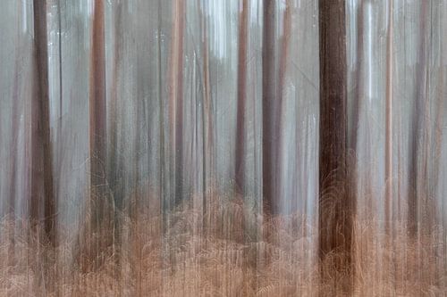 Dreamy sailing forest by Silvia Thiel