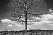 Baum im Profil S/W von Bas Vogel