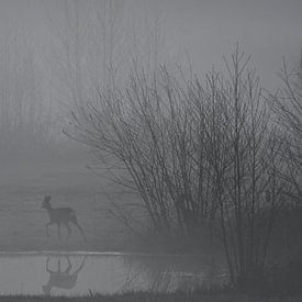 Ree in morning fog 1 by Pauline Bergsma