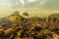 Perch in current