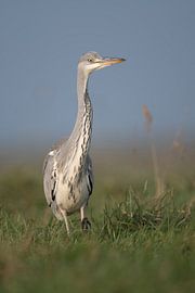 Grey Heron ( Ardea cinerea ), slowly walking through high grass of a meadow, watching around attenti by wunderbare Erde