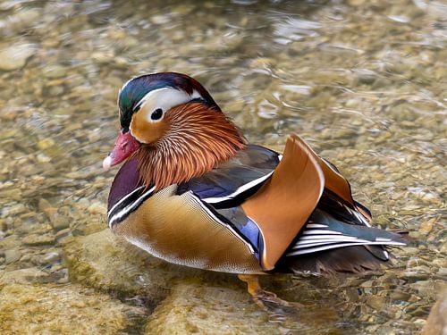 Mandarin duck in water