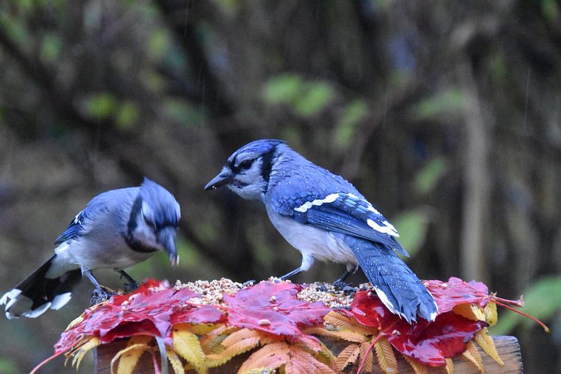 Blue jays at the garden feed by Claude Laprise