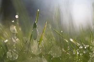 Sneeuwklokjes tussen het bedauwde gras van Birgitte Bergman thumbnail