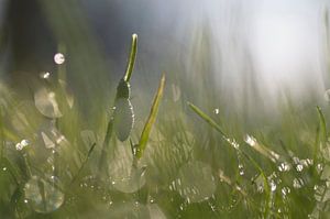 Schneeglöckchen zwischen dem taunassen Gras