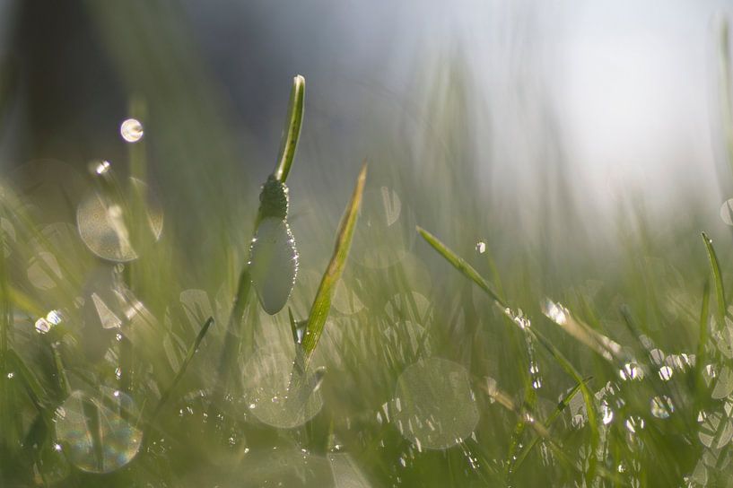 Sneeuwklokjes tussen het bedauwde gras van Birgitte Bergman