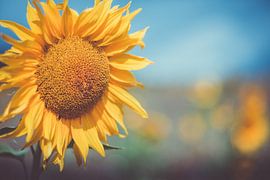Sunflowers by Caroline Meister