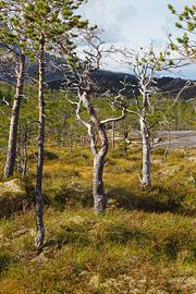 Norway's spectacular nature - mountains, fjords and lakes in impressive photography.