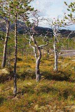 Norway's spectacular nature - mountains, fjords and lakes in impressive photography. by Miriam Schwarzfischer Fotografie
