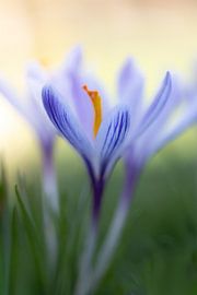 Dreamy crocus by Patricia van Kuik