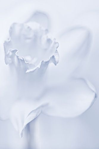 She shines so bright.... (modest version) (Daffodil, flower)