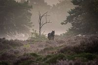 Sunrise Bakkeveenseduinen 3