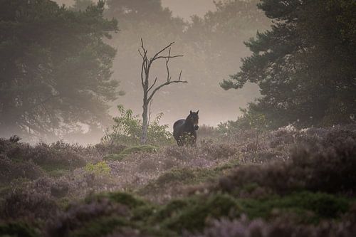 Paard in de mist