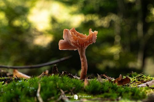 Orange fungus
