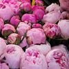 Pink peonies on the market by whmpictures .com
