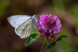 Un papillon blanc se pose doucement sur Arjan Warmerdam