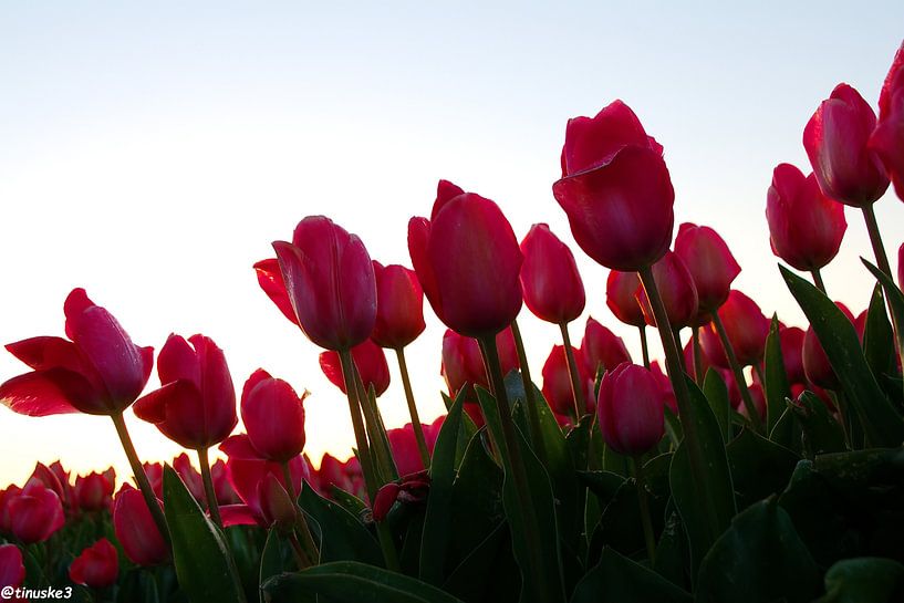 Tulips in the bulb-growing area by tiny brok