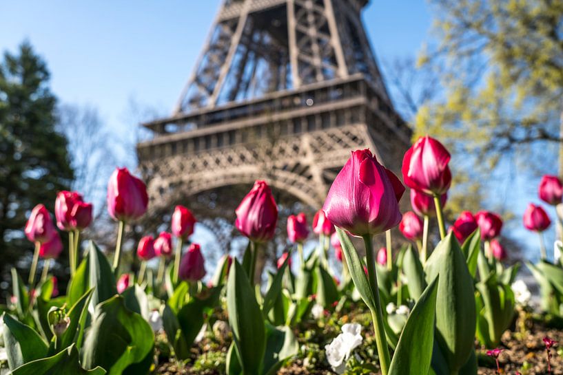 Tulpen vor dem Eiffelturm in Paris von Peter Schickert