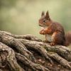 Neugieriges Eichhörnchen im Wald von Christina Bauer Photos