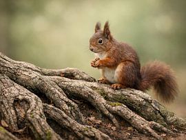 Neugieriges Eichhörnchen im Wald von Christina Bauer Photos