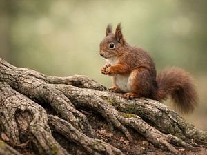 Neugieriges Eichhörnchen im Wald