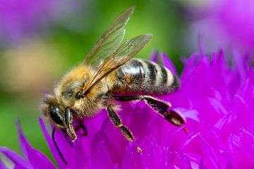 Macro shot of a honey bee at work
