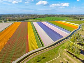 Tulpen in bloei in een veld in Nederland van Sjoerd van der Wal Fotografie