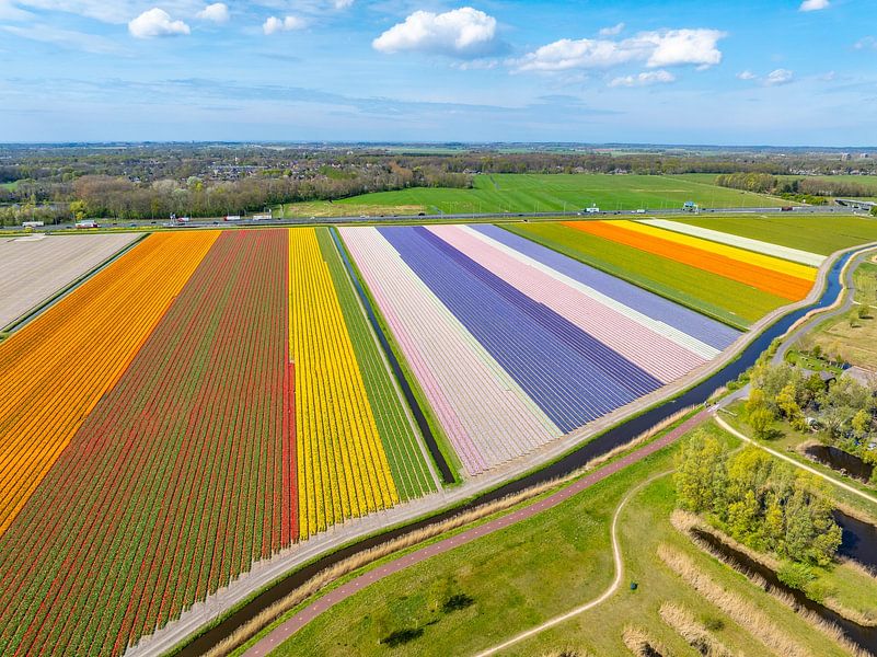 Blühende Tulpen auf einem Feld in Holland von Sjoerd van der Wal Fotografie