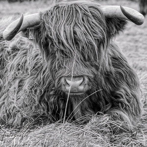 Scottish Highlander by Robbin Metz