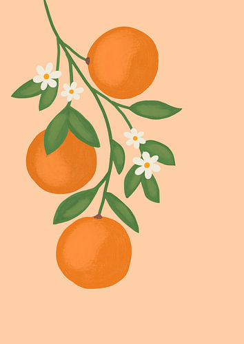 Orangenzweig mit Blüten | Minimalistische botanische Illustration