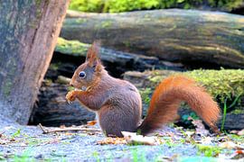 Eekhoorn van Merijn Loch