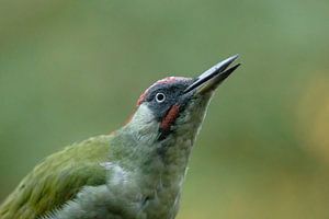 Groene specht roept