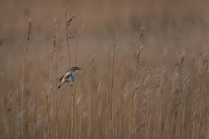 Bruant des roseaux