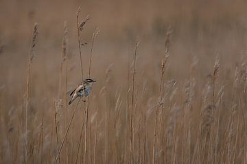 Reed Warbler