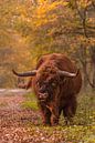 Schotse hooglander in de herfst van John van de Gazelle fotografie thumbnail
