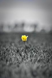 Yellow tulip by Jaimy Michelle Photography