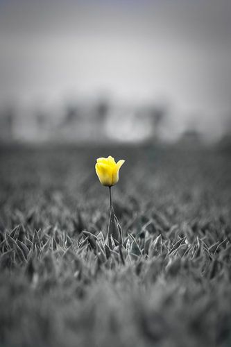 Yellow tulip