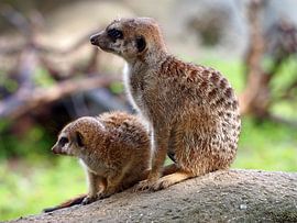 Erdmännchen mit Jungtier