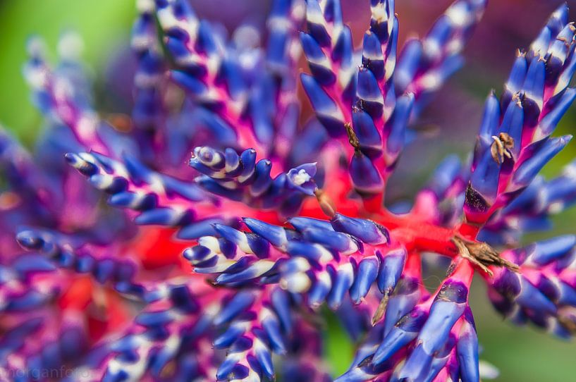 Flowers,bloemen by Brian Morgan