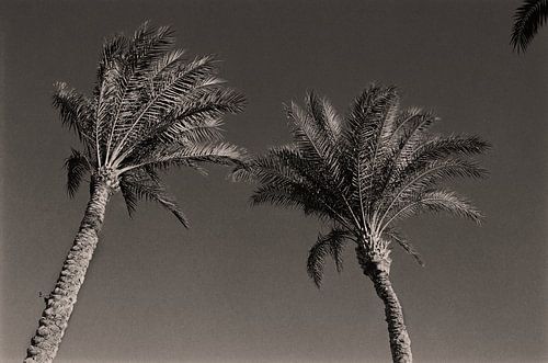 Vacation trees
