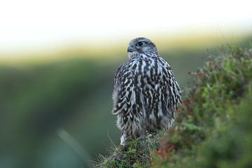 young Gerfalcon (Falco rusticolus) Iceland by Frank Fichtmüller